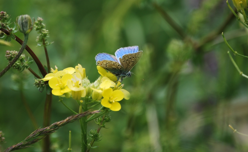 Polyommatus icarus?